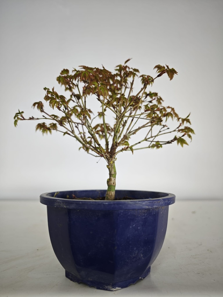 * k 1. Acer palmatum kiyohime 100 euros con envio gratis peninsula.