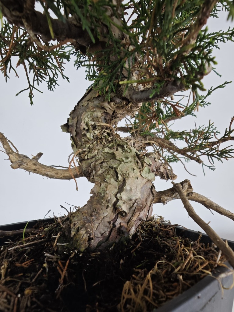 *I 1. Juniperus chinensis itoigawa 440 euros con envio gratis peninsula.
