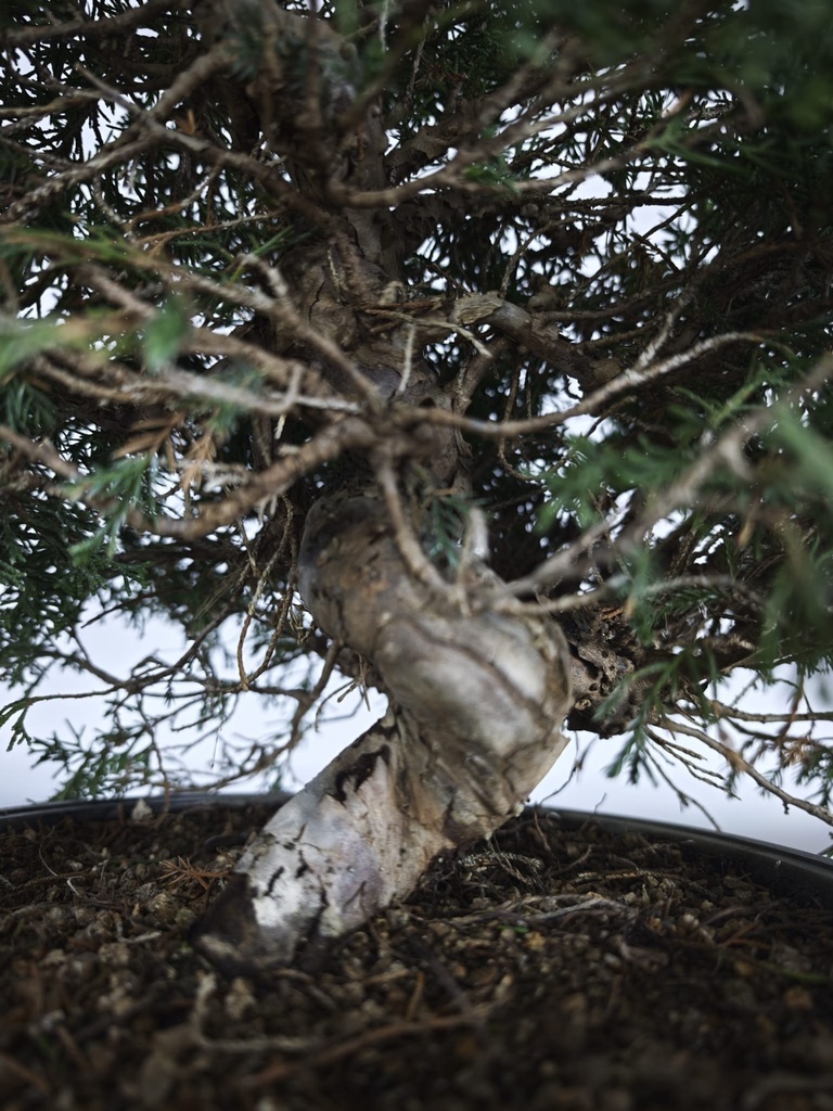 *I 3. Juniperus chinensis itoigawa 295 euros con envio gratis peninsula.