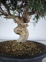*K 1. Juniperus chinensis kyushu 230 euros con envio gratis peninsula.