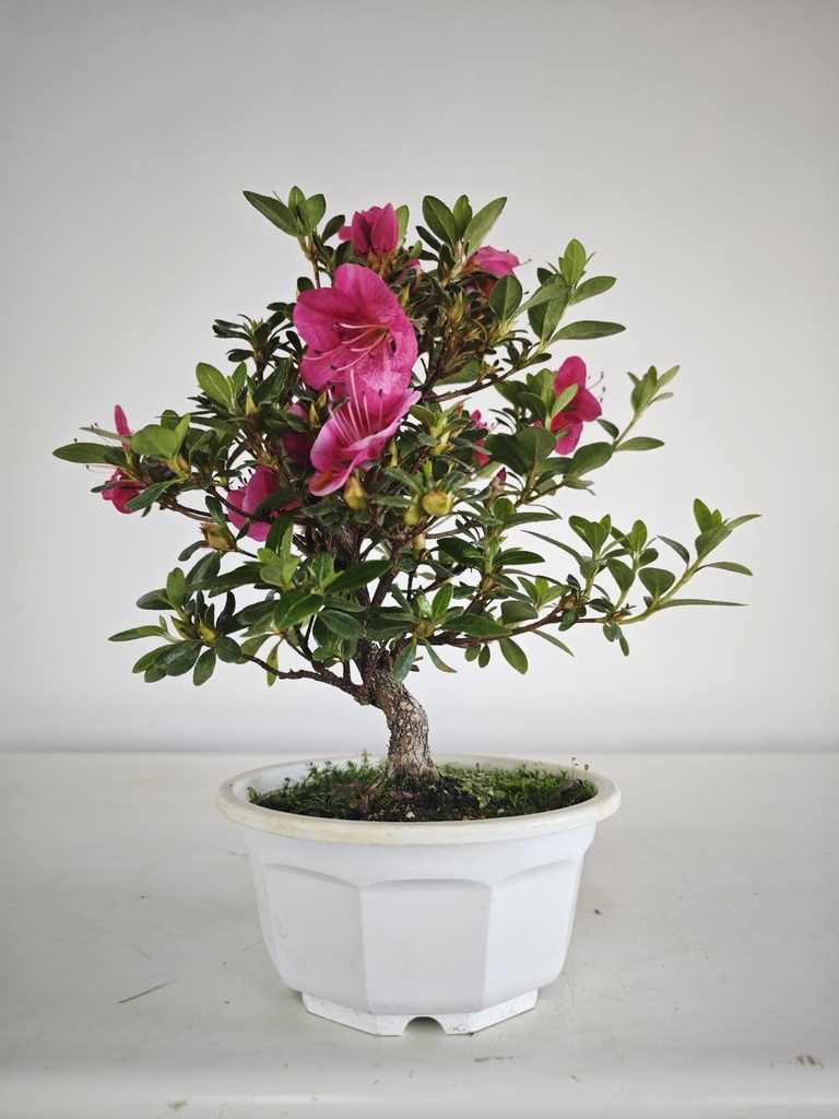 * A 7. Rhododendron 90 euros con envio gratis peninsula.