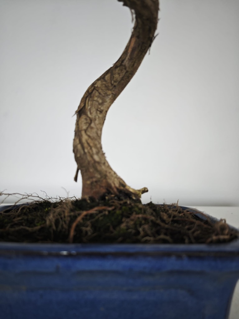 *M 1. Metasequoia 95 euros con envio gratis peninsula-