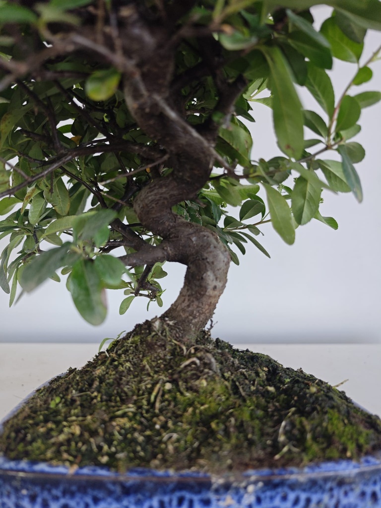 *PY 13. Pyracantha 100 euros con envio gratis peninsula.