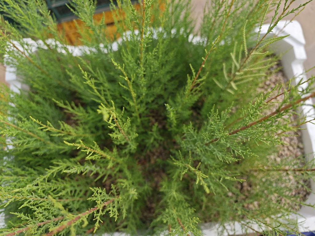 P T. Plantones de Tamarix 4 unidades 20 euros con envio gratis peninsula.