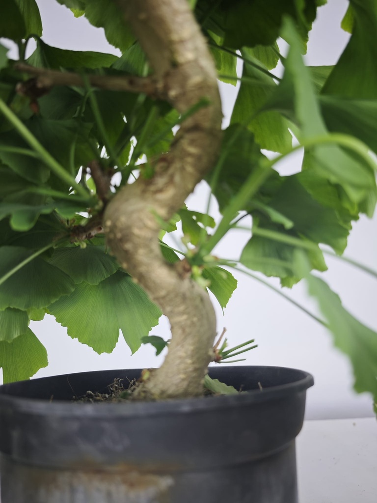 *GI 22 Ginkgo 70 euros con envio gratis peninsula.