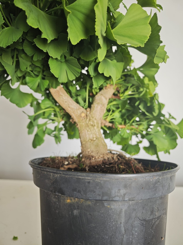*Gi 28 Ginkgo 280 euros con envio gratis peninsula.