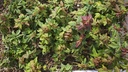P 4. Plantones Acer buergerianum 4 unidades 24  euros con envio gratis peninsula.