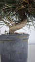 * P 11 Pinus thunbergii, 70 euros con envio gratis peninsula.