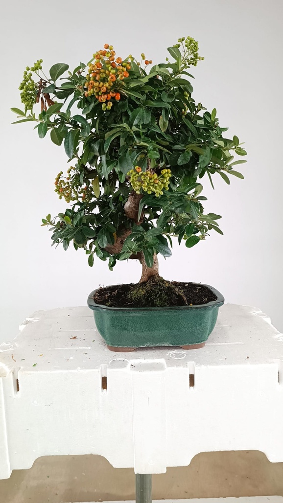 *Pyracantha ap,  100 euros Passport  43-121559-050925  D-ES