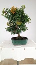 *Pyracantha ap,  100 euros Passport  43-121559-050925  D-ES