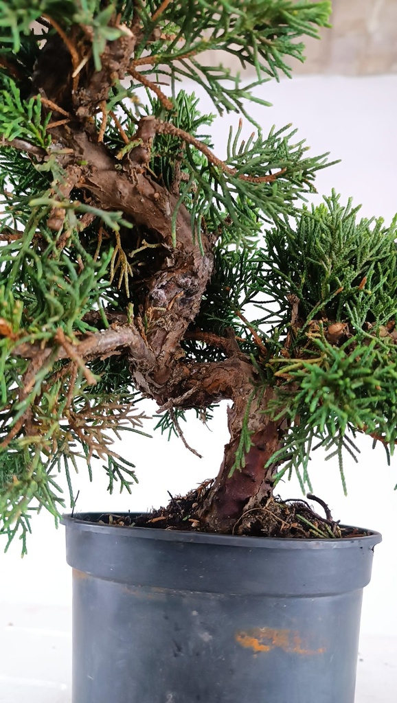 *N.º 2 Juniperus chinensis kyushu 60 euros Passport --153692- 0509  D-ES2543
