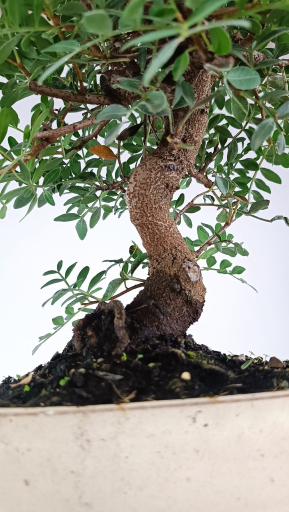 *N.º 0  Pistacia lentiscus 80 euros Passport -43-166196-050925  D-ES