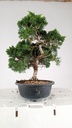 *N.º 2 Juniperus chinensis kyushu 55 euros Passport -43-161512-200125  D-ES