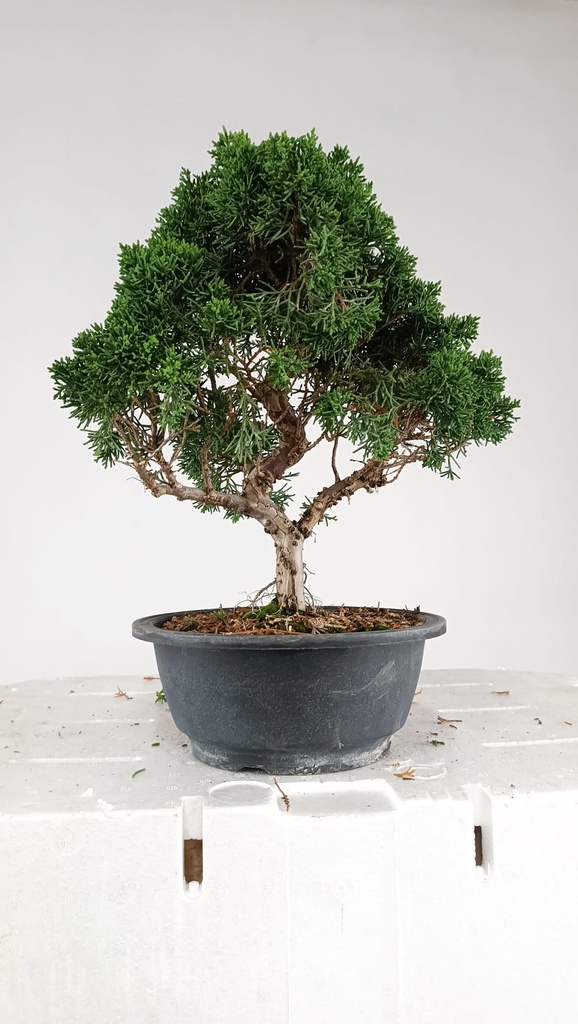 *N.º 1 Juniperus chinensis kyushu, 55 euros