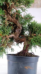 *N.º 2 Juniperus chinensis kyushu 60 euros Passport --153692- 0509  D-ES2543