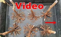 N.º 1 Acer buergerianum 45 euros envio gratis península.