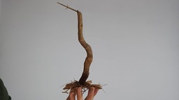 G 12. Granados nejikan 150 euros con el envio incluido peninsula y Portugal. Passport 25/00006