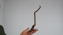 G 7. Granado nejikan 150 euros con el envio peninsula y Portugal. Passport 25/00006