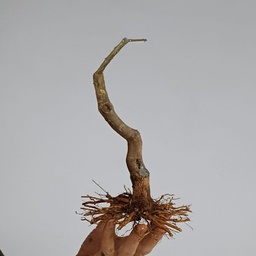 G23. Granado nejikan/ 180