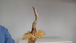 C 1. Celtis chinensis 280 euros con envio incliuido peninsula.