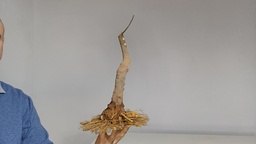 C 2. Celtis chinensis 310 euros con envio gratis peninsula.