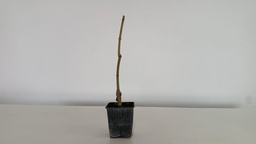 *Plantones Acer palmatum arakawa, 36 euros con envio gratis peninsula.