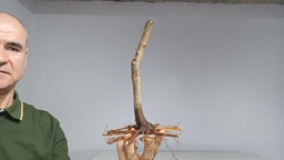 B 10. Acer buergerianum 120 euros con envio gratis peninsula.