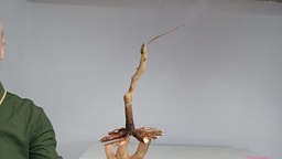 B 12. Acer buergerianum 120 euros con envio gratis peninsula.