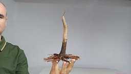 B 15. Acer buergerianum 150 euros con envio gratis peninsxula.