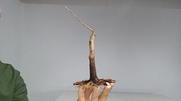 B 20. Acer buergerianum 120 euros con envio gratis peninsula.