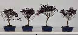 *Loropetalum 39 euros con evio gratis peninsula.