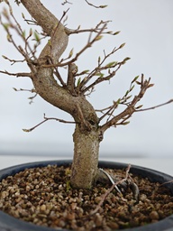 *Ca 2. Carpinus coreana 120 euros con envio gratis peninsula.