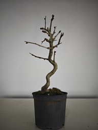 *Carpinus coreana 70 euros con envio gratis peninsula.