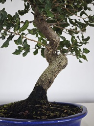 *Q 27. Quercur suber 90 euros con envio gratis peninsula.