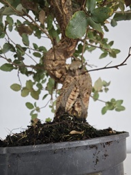 *Q 37. Quercur suber 90 euros con envio gratis peninsula.