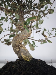 *Q 39. Quercur suber 90 euros con envio gratis peninsula.