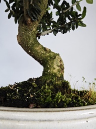 *O 13. Olea Sylvestris 66 euros con envio gratis peninsula.