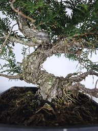 *I 2. Juniperus chinensis itoigawa 440 euros con envio gratis peninsula.