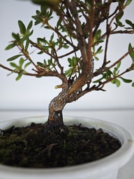 * A 7. Rhododendron 90 euros con envio gratis peninsula.