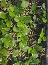 P 1. Plantones Ficus grassifolia (Ficus panda) 4 unidades 20 euros con envio gratis peninsula.